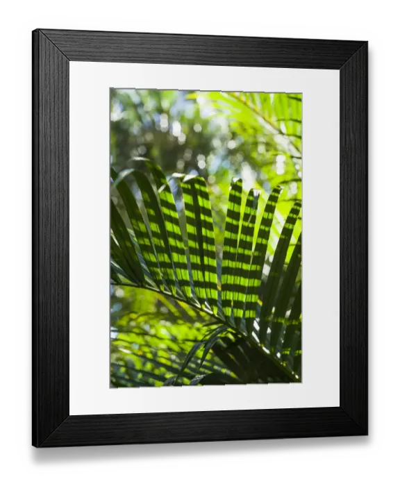 Framed Print : U. S. Virgin Islands, St. Thomas. St. Peter, tropical vegetation Framed Print : U. S. Virgin Islands, St. Thomas. St. Peter, tropical vegetation