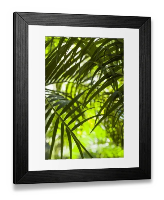 Framed Print : U. S. Virgin Islands, St. Thomas. St. Peter, tropical vegetation Framed Print : U. S. Virgin Islands, St. Thomas. St. Peter, tropical vegetation