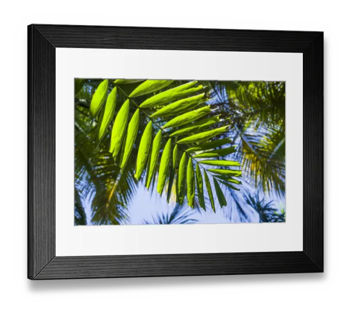 Framed Print : U. S. Virgin Islands, St. Thomas. St. Peter, tropical vegetation Framed Print : U. S. Virgin Islands, St. Thomas. St. Peter, tropical vegetation