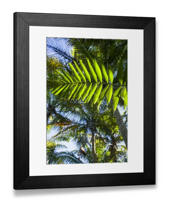 Framed Print : U. S. Virgin Islands, St. Thomas. St. Peter, tropical vegetation Framed Print : U. S. Virgin Islands, St. Thomas. St. Peter, tropical vegetation