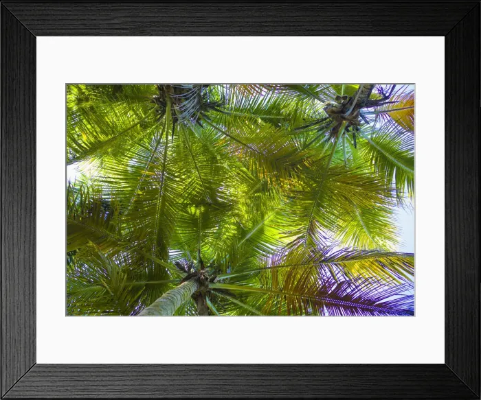 Framed Print : U. S. Virgin Islands, St. Thomas. St. Peter, palm trees Framed Print : U. S. Virgin Islands, St. Thomas. St. Peter, palm trees