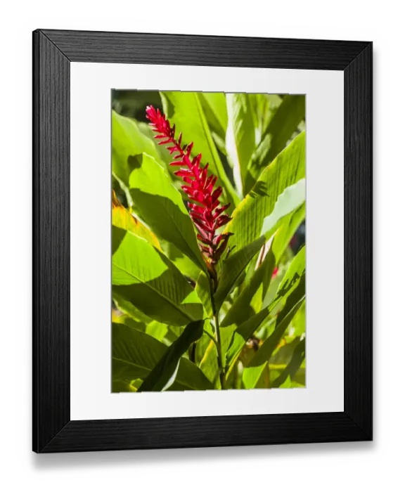 Framed Print : U. S. Virgin Islands, St. Thomas. St. Peter, Heliconia