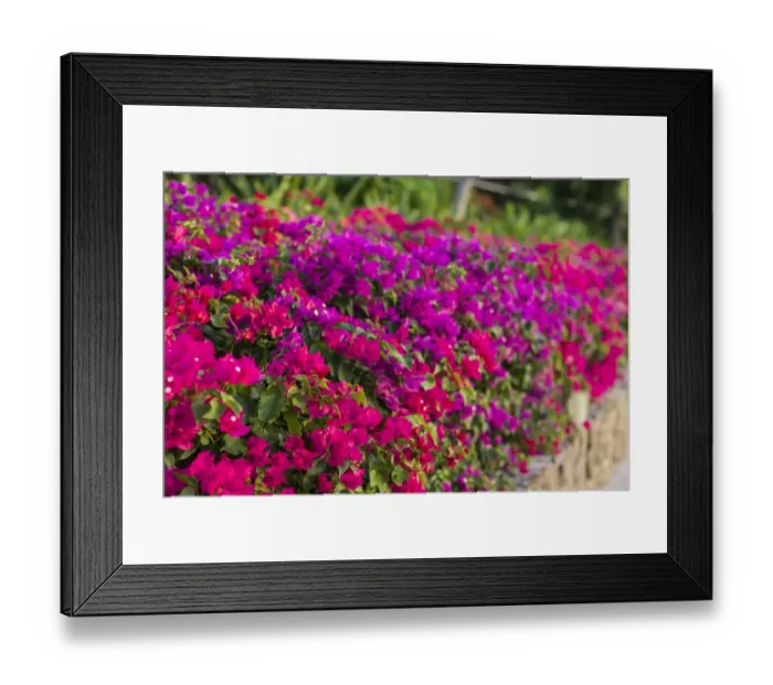 Framed Print : British Virgin Islands, Virgin Gorda. The Bitter End Yacht Club, bougainvillea flowers Framed Print : British Virgin Islands, Virgin Gorda. The Bitter End Yacht Club, bougainvillea flowers
