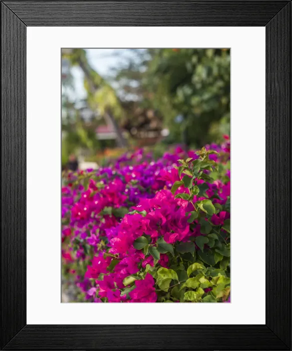 Framed Print : British Virgin Islands, Virgin Gorda. The Bitter End Yacht Club, bougainvillea flowers Framed Print : British Virgin Islands, Virgin Gorda. The Bitter End Yacht Club, bougainvillea flowers