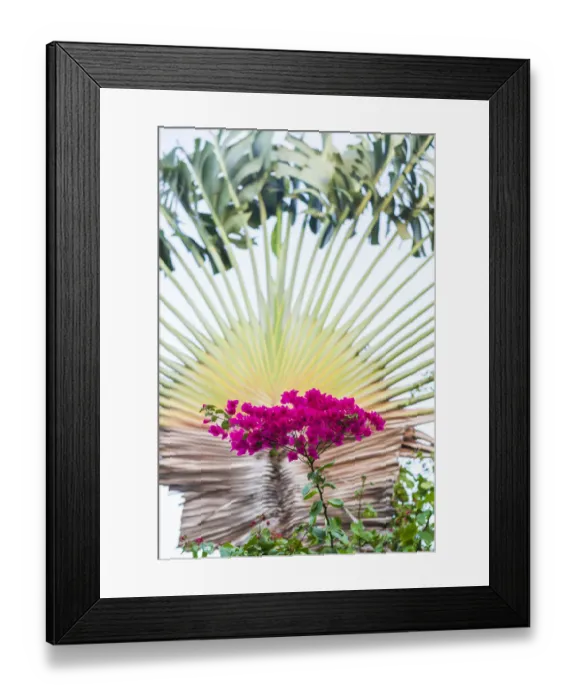 Framed Print : British Virgin Islands, Virgin Gorda. The Bitter End Yacht Club, fan palm Framed Print : British Virgin Islands, Virgin Gorda. The Bitter End Yacht Club, fan palm