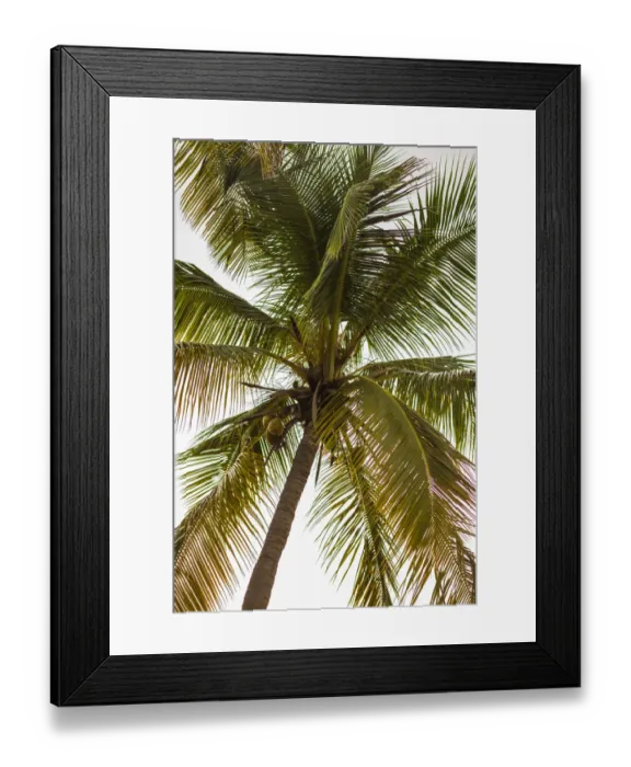 Framed Print : British Virgin Islands, Virgin Gorda. The Bitter End Yacht Club, palm trees, sunset