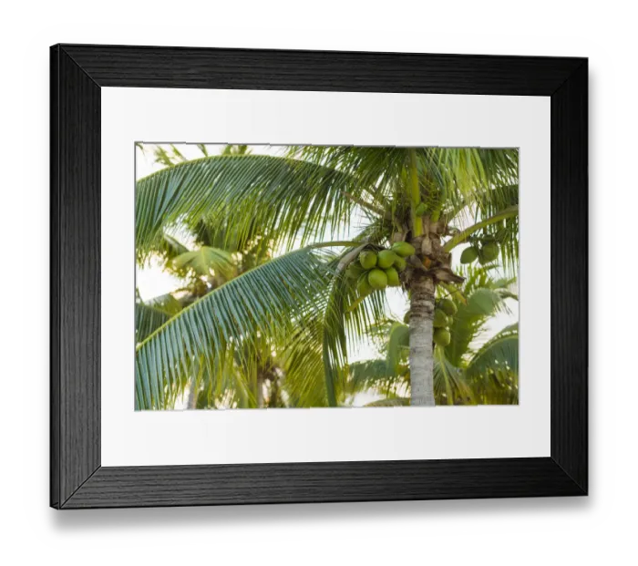 Framed Print : French West Indies, Saint Martin. Baie Nettle, palm tree, morning Framed Print : French West Indies, Saint Martin. Baie Nettle, palm tree, morning