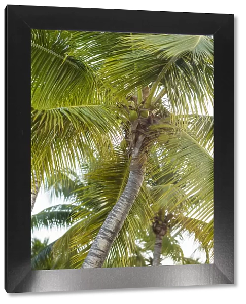 French West Indies, Saint Martin. Baie Nettle, palm tree, morning