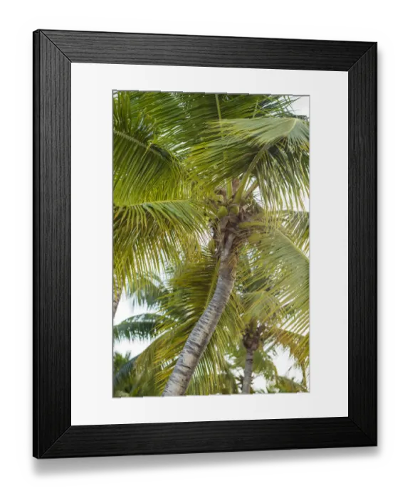 Framed Print : French West Indies, Saint Martin. Baie Nettle, palm tree, morning Framed Print : French West Indies, Saint Martin. Baie Nettle, palm tree, morning