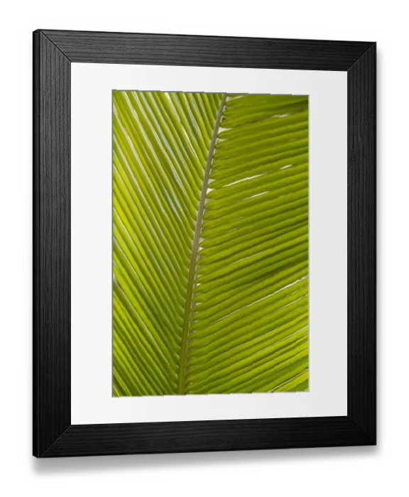 Framed Print : French West Indies, Saint Martin. Baie Nettle, palm tree, morning Framed Print : French West Indies, Saint Martin. Baie Nettle, palm tree, morning
