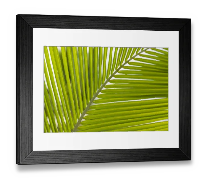 Framed Print : French West Indies, Saint Martin. Baie Nettle, palm tree, morning