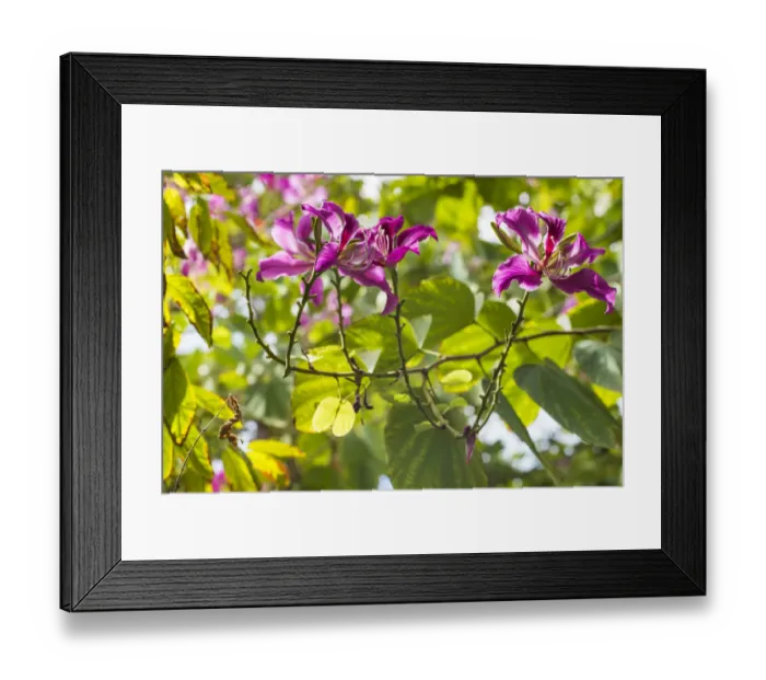Framed Print : Sint Maarten. Simpson Bay, tropical flowers Framed Print : Sint Maarten. Simpson Bay, tropical flowers