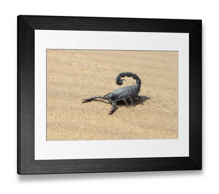 Framed Print : Africa, Namibia, Swakopmund, Black scorpion, Parabuthus sp