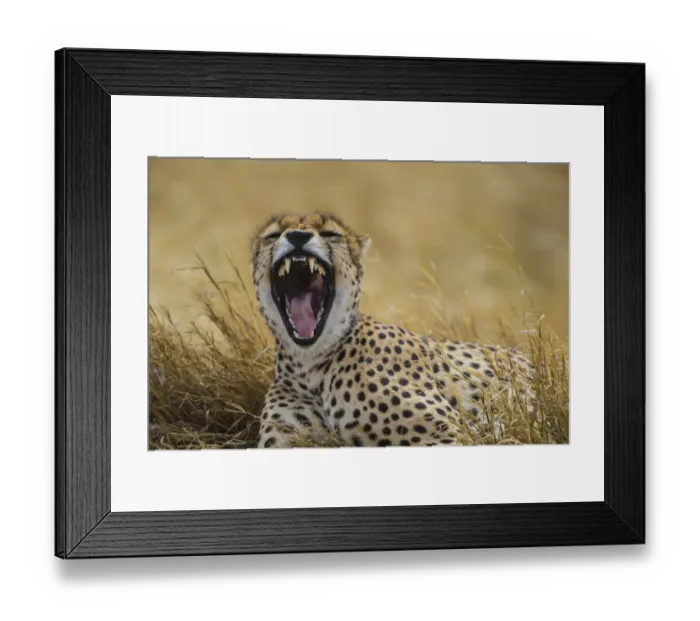 Framed Print : Africa. Tanzania. Cheetah (Acinonyx jubatus) yawning after a hunt on the plains Framed Print : Africa. Tanzania. Cheetah (Acinonyx jubatus) yawning after a hunt on the plains