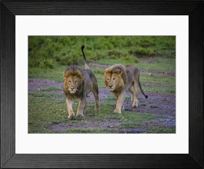 Framed Print : Africa. Tanzania. Male African lions (Panthera leo) at Ndutu in Serengeti NP Framed Print : Africa. Tanzania. Male African lions (Panthera leo) at Ndutu in Serengeti NP