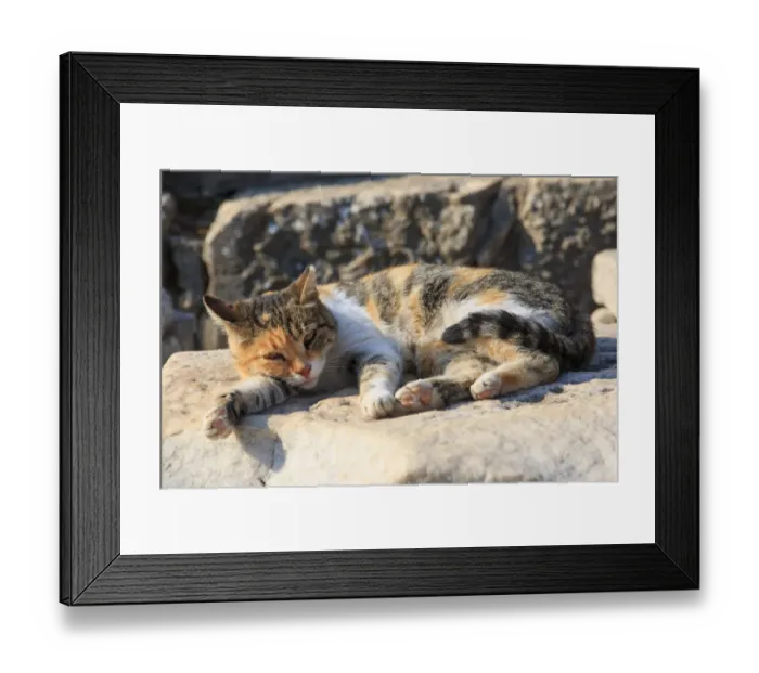 Framed Print : Turkey, Ephesus, Cat rests in the sunshine Framed Print : Turkey, Ephesus, Cat rests in the sunshine