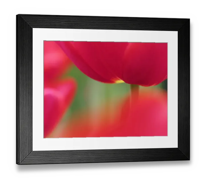 Framed Print : Europe; Netherlands; Macro image of Colorful Tuliip Framed Print : Europe; Netherlands; Macro image of Colorful Tuliip