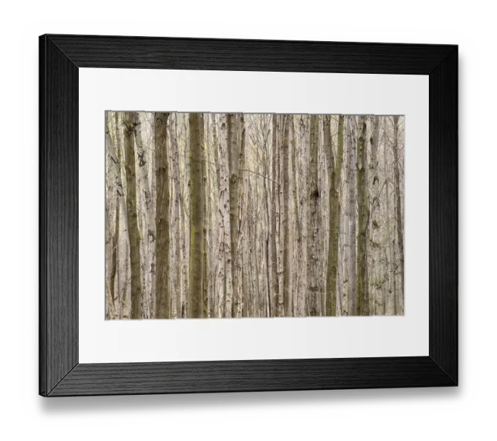 Framed Print : USA, New York State. Tapestry of Trees Framed Print : USA, New York State. Tapestry of Trees