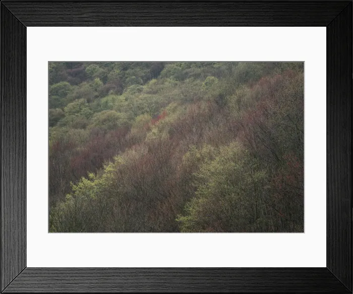Framed Print : USA, New York State. Spring blooming trees, Labrador Hollow Unique Area