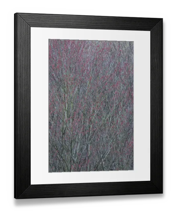Framed Print : USA, New York State. Spring buds on tree