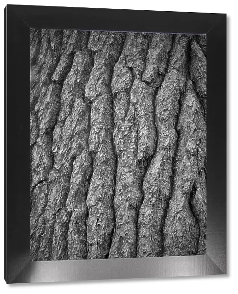 USA, New York State. White pine bark, Adirondack Mountains