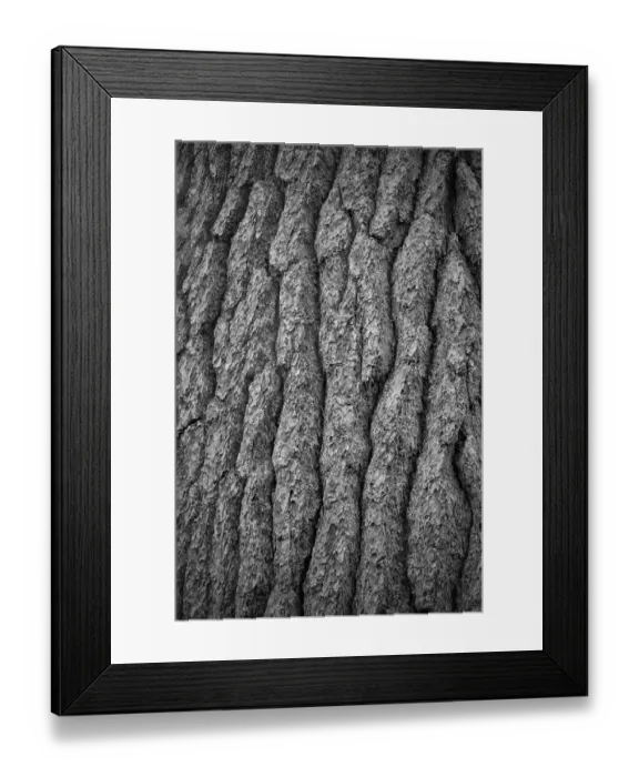 Framed Print : USA, New York State. White pine bark, Adirondack Mountains Framed Print : USA, New York State. White pine bark, Adirondack Mountains