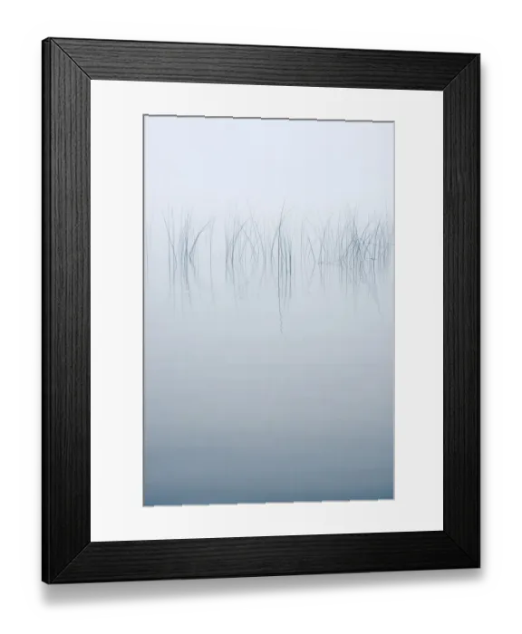 Framed Print : USA, New York State. Reeds in the mist Framed Print : USA, New York State. Reeds in the mist