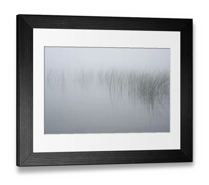 Framed Print : USA, New York State. Reeds in the mist Framed Print : USA, New York State. Reeds in the mist