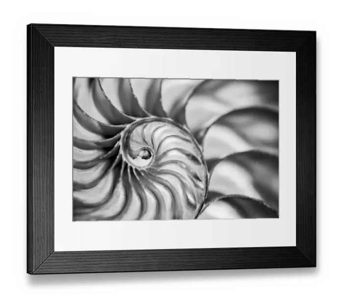 Framed Print : USA, Martinsville, Indiana. Macro view of the interior of a nautilus shell Framed Print : USA, Martinsville, Indiana. Macro view of the interior of a nautilus shell