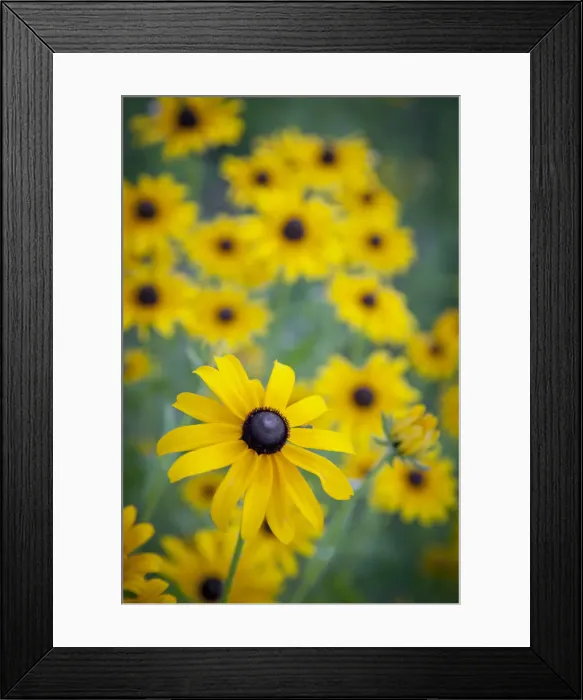 Framed Print : USA, Carmel, Indiana. Cluster of black-eyed Susans in Indiana