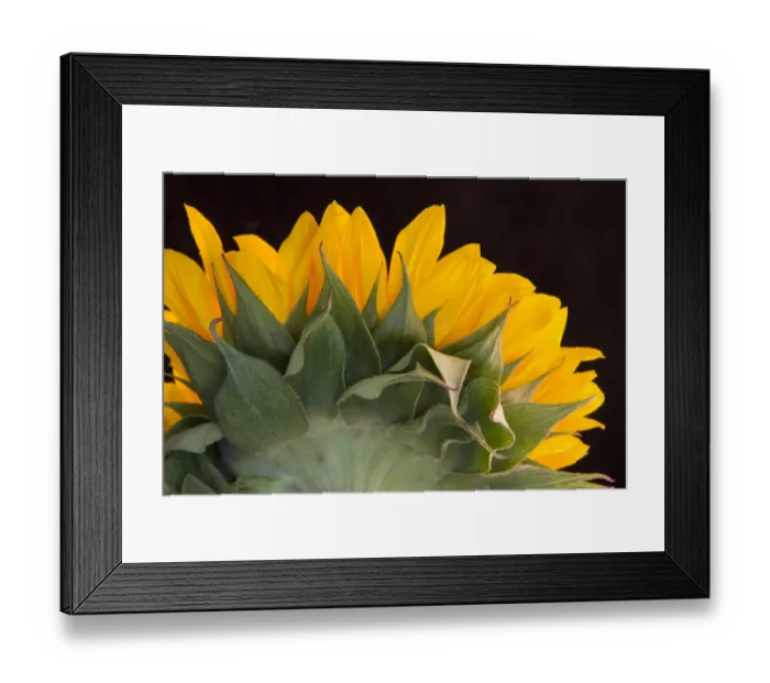 Framed Print : USA, Carmel, Indiana. The back of a sunflower has twists and curves Framed Print : USA, Carmel, Indiana. The back of a sunflower has twists and curves