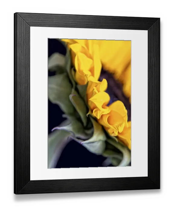 Framed Print : USA, Carmel, Indiana. Side view abstract of a sunflower Framed Print : USA, Carmel, Indiana. Side view abstract of a sunflower