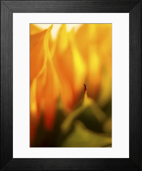 Framed Print : USA, Carmel, Indiana. Macro abstract of a sunflower Framed Print : USA, Carmel, Indiana. Macro abstract of a sunflower
