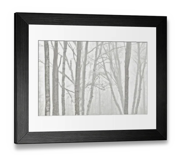 Framed Print : Canada, Manitoba, Whiteshell Provincial Park. Black and white of trees in fog. Credit as Framed Print : Canada, Manitoba, Whiteshell Provincial Park. Black and white of trees in fog. Credit as