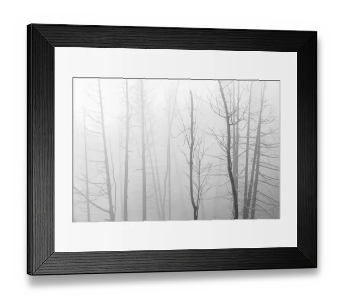 Framed Print : Canada, Manitoba, Whiteshell Provincial Park. Black and white of trees in fog. Credit as Framed Print : Canada, Manitoba, Whiteshell Provincial Park. Black and white of trees in fog. Credit as