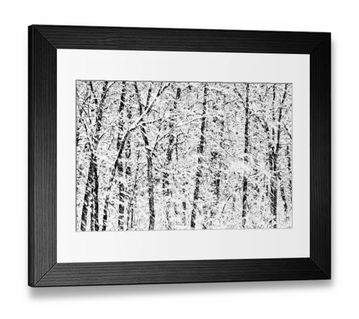 Framed Print : Canada, Manitoba, Winnipeg. Snowstorm in Seine River forest Framed Print : Canada, Manitoba, Winnipeg. Snowstorm in Seine River forest