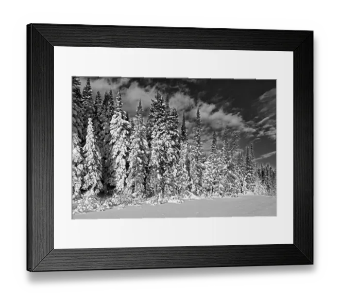 Framed Print : Canada, Manitoba, Duck Mountain Provincial Park. Black and white of forest after snowstorm Framed Print : Canada, Manitoba, Duck Mountain Provincial Park. Black and white of forest after snowstorm