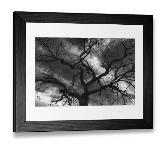 Framed Print : Canada, Manitoba, Winnipeg. Black and white of tree and clouds Framed Print : Canada, Manitoba, Winnipeg. Black and white of tree and clouds