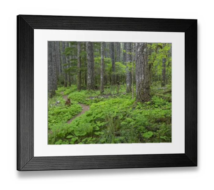 Framed Print : USA, Washington State, Gifford Pinchot National Forest. Lewis River Trail in forest Framed Print : USA, Washington State, Gifford Pinchot National Forest. Lewis River Trail in forest