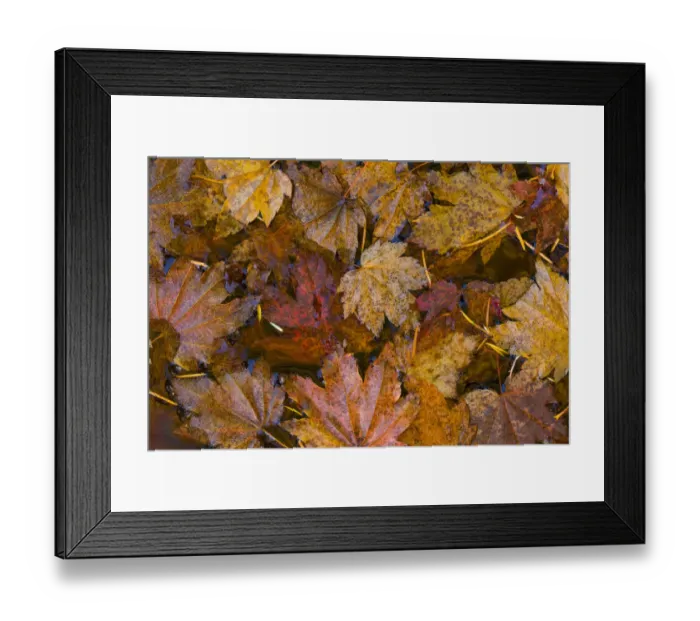 Framed Print : USA, Washington State, Olympic National Park. Fall vine maple leaves floating in pool Framed Print : USA, Washington State, Olympic National Park. Fall vine maple leaves floating in pool