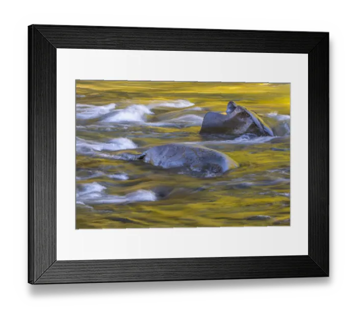 Framed Print : USA, Washington State, Olympic National Park. Golden river reflections from sunlit maple trees Framed Print : USA, Washington State, Olympic National Park. Golden river reflections from sunlit maple trees