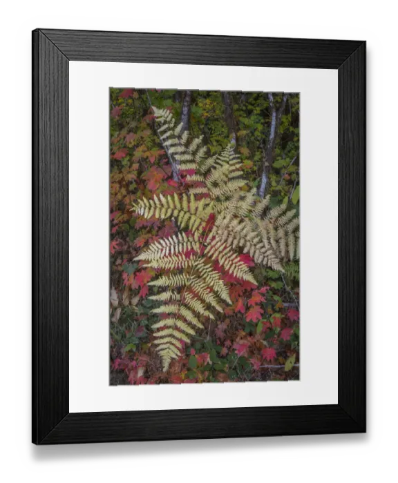 Framed Print : USA, Washington State, Olympic National Forest. Bracken fern and vine maple. Credit as Framed Print : USA, Washington State, Olympic National Forest. Bracken fern and vine maple. Credit as