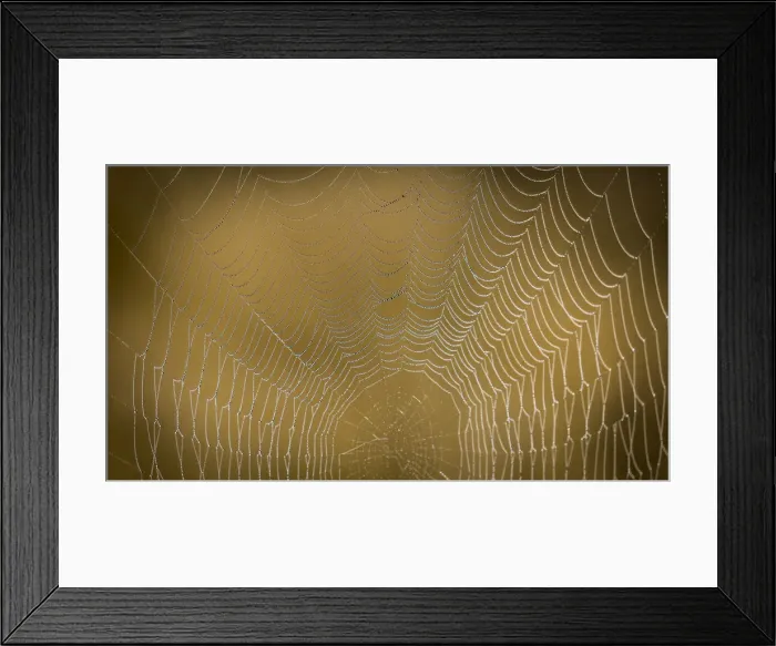 Framed Print : USA, Washington State, Olympic National Park Framed Print : USA, Washington State, Olympic National Park