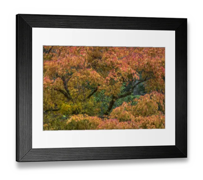 Framed Print : USA, Washington State, Bainbridge Island. Japanese maple tree in autumn. Credit as Framed Print : USA, Washington State, Bainbridge Island. Japanese maple tree in autumn. Credit as