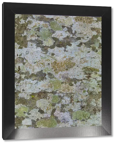 USA, Washington State, Bainbridge Island. Lichens on alder tree trunk. Credit as