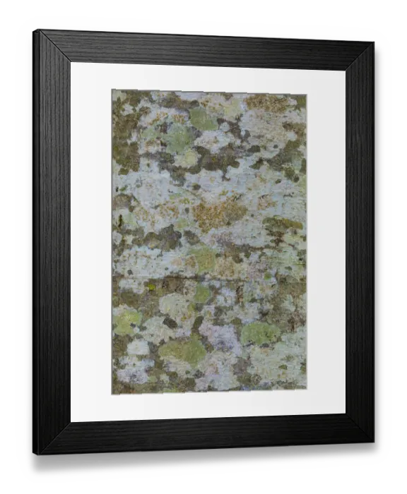 Framed Print : USA, Washington State, Bainbridge Island. Lichens on alder tree trunk. Credit as