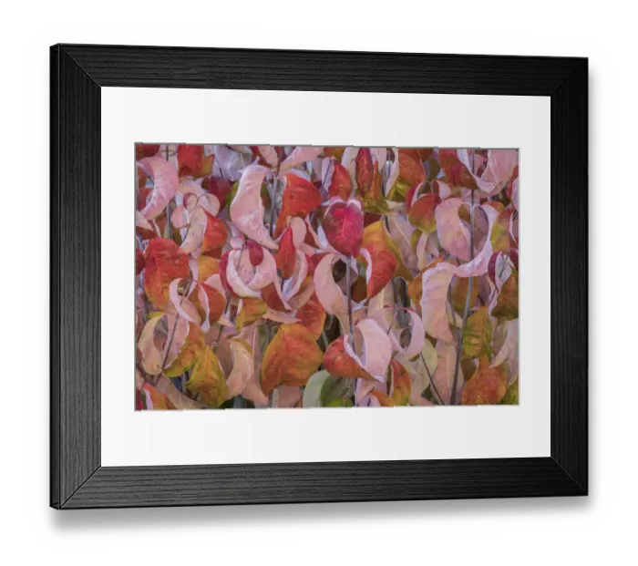Framed Print : USA, Washington State, Seabeck. Dogwood tree leaves in fall