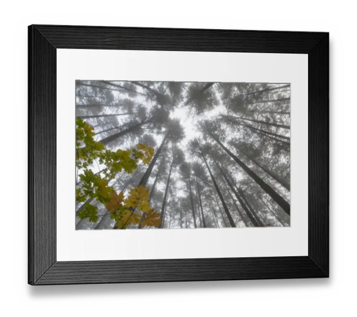 Framed Print : USA, Washington State, Seabeck. Looking up at trees on foggy morning
