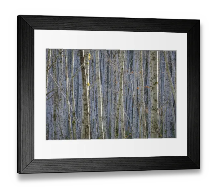 Framed Print : USA, Washington State, Seabeck. Young alder tree grove Framed Print : USA, Washington State, Seabeck. Young alder tree grove