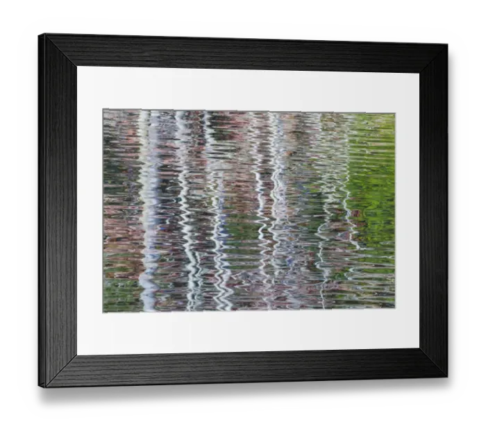 Framed Print : USA, Washington State, Bainbridge Island. Reflection of alder trees on pond. Credit as Framed Print : USA, Washington State, Bainbridge Island. Reflection of alder trees on pond. Credit as